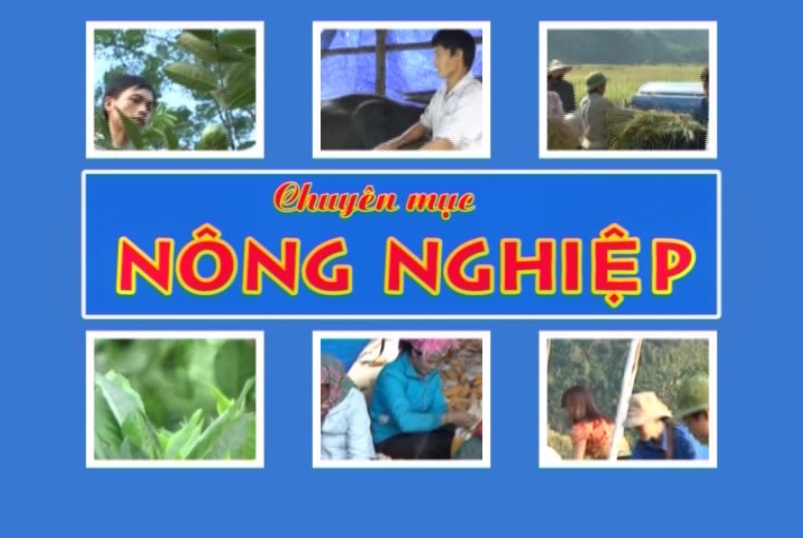 Chuyên mục Nông nghiệp ngày 6-7-2017