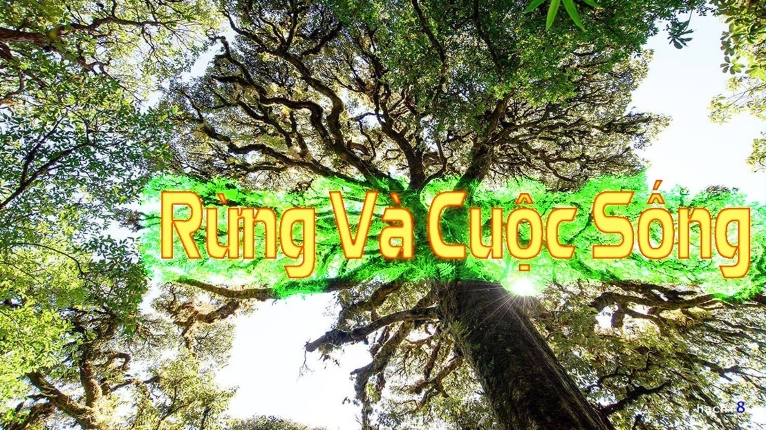 Rừng và cuộc sống, ngày 05-03-2025